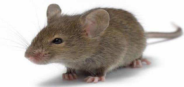 تفسير حلم الفأر في المنام لابن سيرين ومعناه مفسر