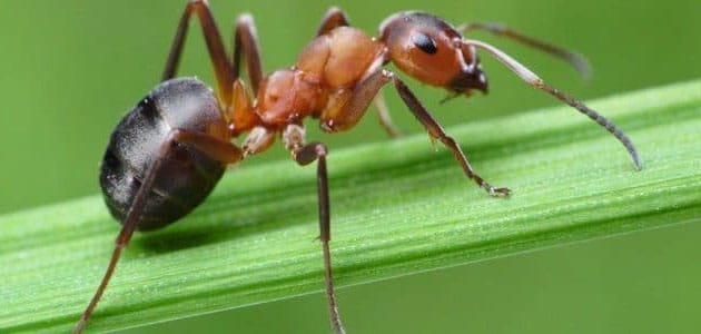 تفسير رؤية النمل في المنام ومعناه لابن سيرين مفسر