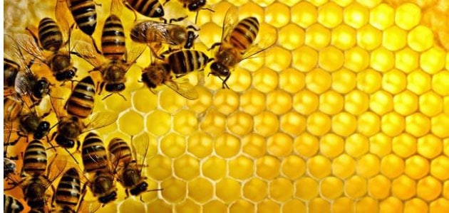 تفسير رؤية النحل في المنام