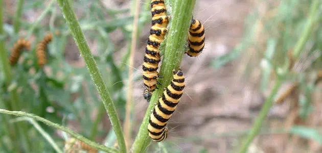 تفسير رؤية الدود في المنام