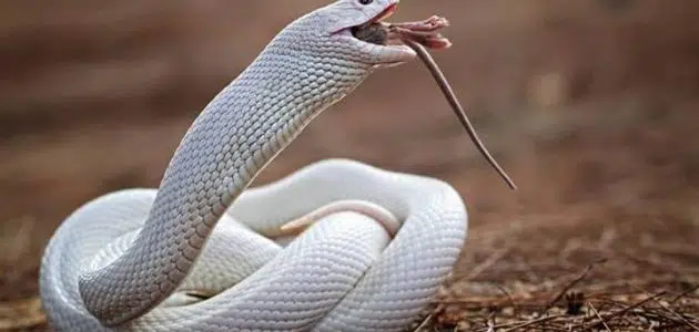 Il serpente bianco in un sogno di Ibn Sirin - interpretato