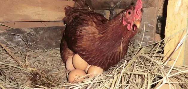 تفسير حلم البيض والدجاج