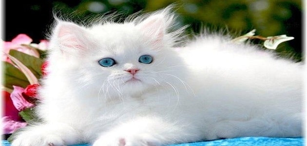 تفسير حلم القطة البيضاء للعزباء