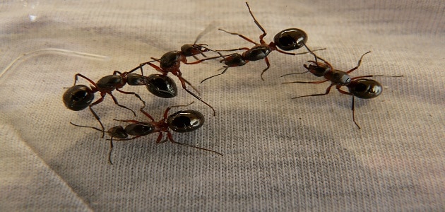 تفسير حلم النمل الأسود