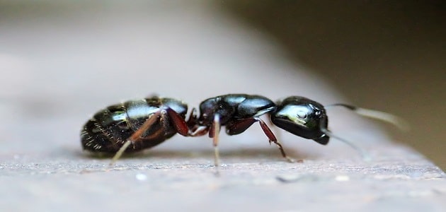 تفسير رؤية النمل الأسود الصغير في المنام
