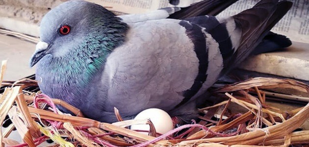تفسير عش الحمام في المنام