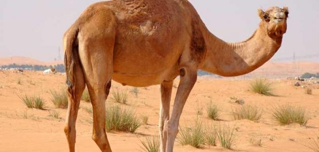 رؤية الجمل في المنام لابن سيرين