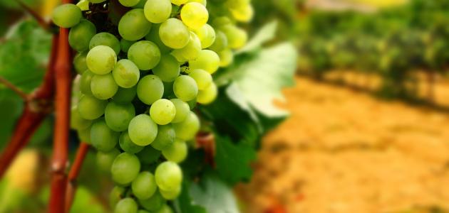 رؤية العنب الاخضر في المنام