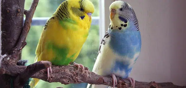 تفسير حلم العصافير الملونة