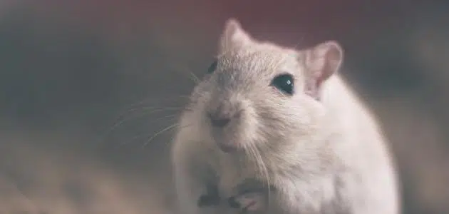 تفسير حلم الفأر الأبيض