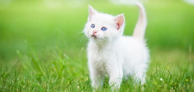 تفسير حلم قطة بيضاء