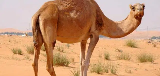 رؤية الجمل في المنام