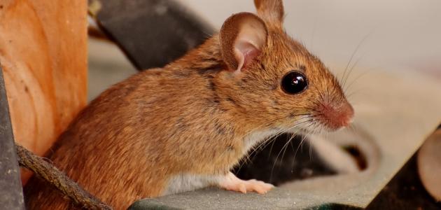 الخوف من الفأر في المنام للعزباء