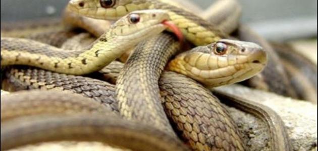 تفسير رؤية الأفعى في المنام للعزباء