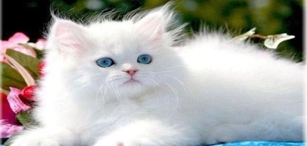 تفسير حلم قطة بيضاء تلاحقني
