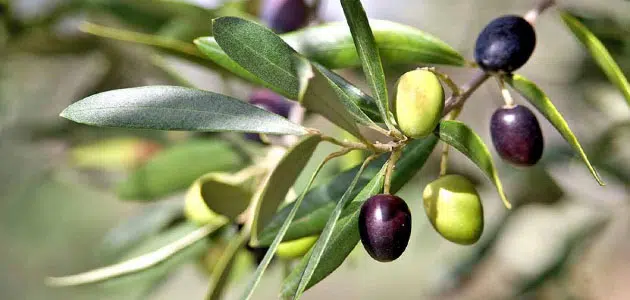 Оливкове дерево уві сні для заміжньої жінки - тлумачення