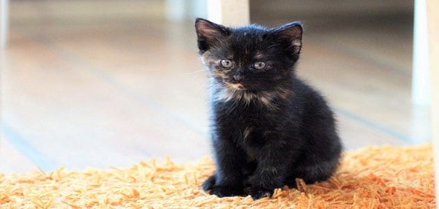 تفسير حلم القطة السوداء للمطلقة