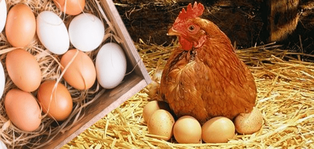 Ερμηνεία ενός ονείρου για μια κότα που γεννά αυγά για μια παντρεμένη γυναίκα - Διερμηνέας
