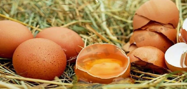 البيض الفاسد في المنام للعزباء والمتزوجة والحامل