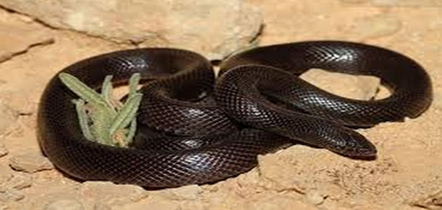 تفسير حلم الثعبان الأسود للمتزوجه