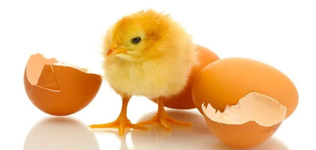 تفسير حلم بيض الدجاج يفقس