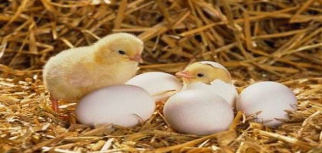 تفسير حلم خروج كتاكيت من البيض