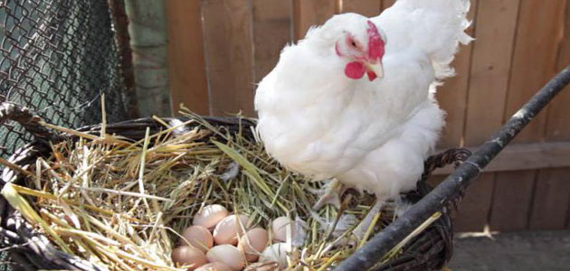 تفسير رؤية بيض الدجاج في المنام