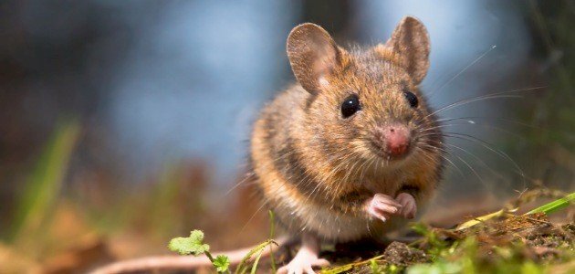 الخوف من الفأر في المنام