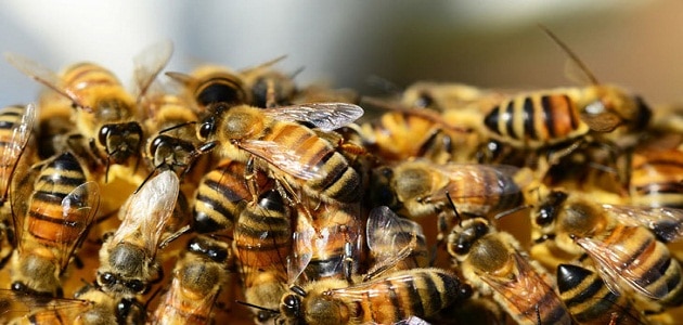 الخوف من النحل في المنام