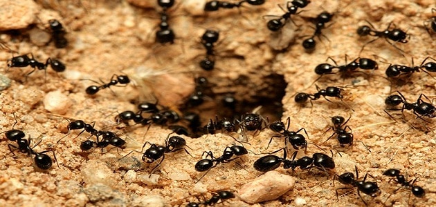 النمل الأسود الصغير في المنام