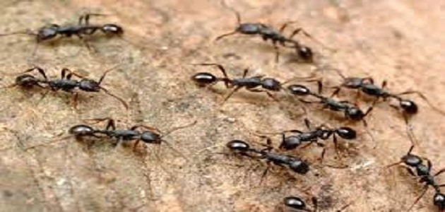 تفسير النمل في البيت