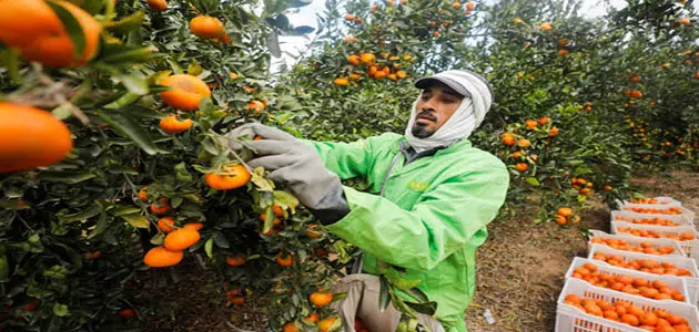 قطف البرتقال في المنام