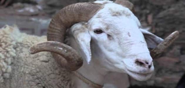 نطح الكبش في المنام