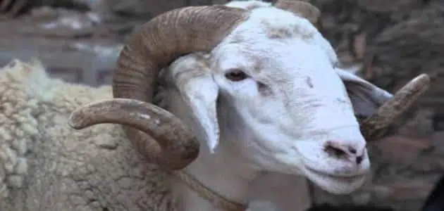 نطح الكبش في المنام