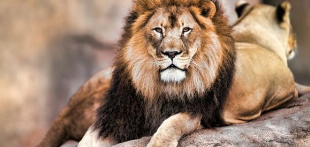 تفسير رؤية الأسد الأليف في المنام للمطلقة