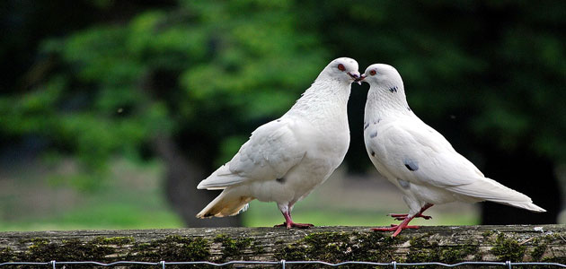 تفسير رؤية طيور الحمام في المنام للمتزوجة