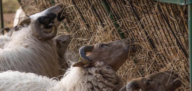 رؤية الكبش في المنام للمطلقة