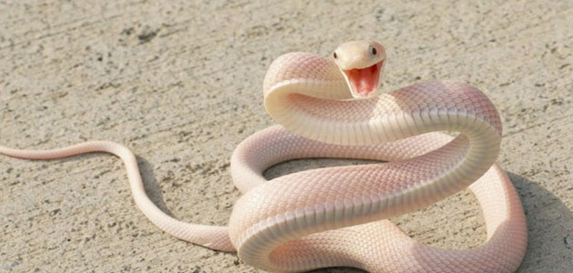رؤية ثعبان ابيض في المنام