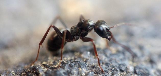 تفسير حلم النمل على الجسم للمتزوجه