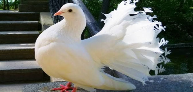 تفسير رؤية طيور الحمام الأبيض في المنام للعزباء