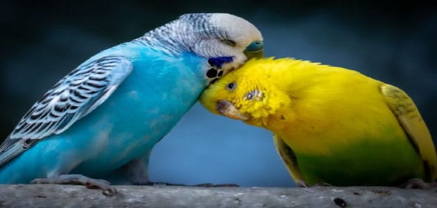 رؤية طيور الحب في المنام