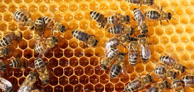 ما معنى النحل في المنام