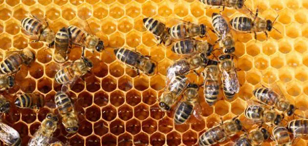 ما معنى النحل في المنام