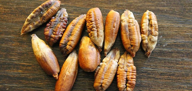 تفسير حلم جمع نواة التمر للعزباء