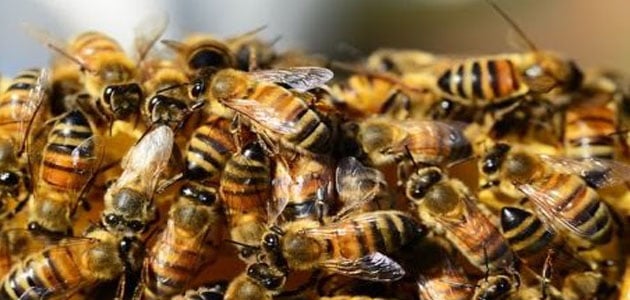 تفسير رؤية النحل في المنام للرجل