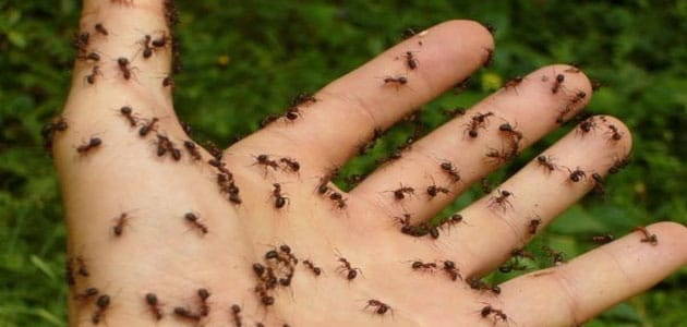 رؤية النمل في المنام على الجسم