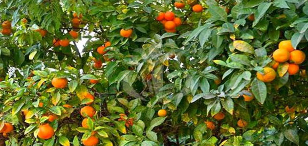 رؤية شجرة البرتقال في المنام