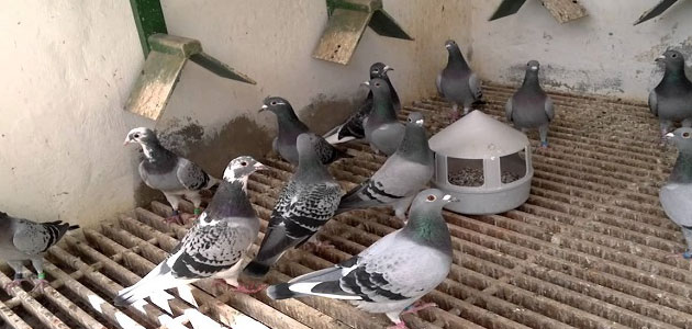 تفسير حلم الحمام الصغير للمتزوجه