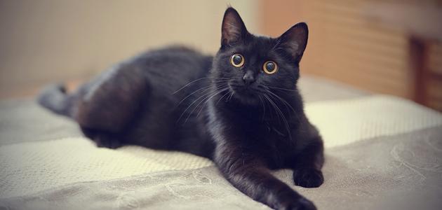 تفسير حلم القطط السوداء في المنام