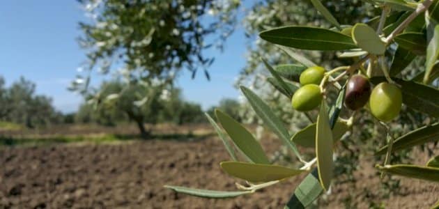 تفسير رؤية شجرة الزيتون في المنام